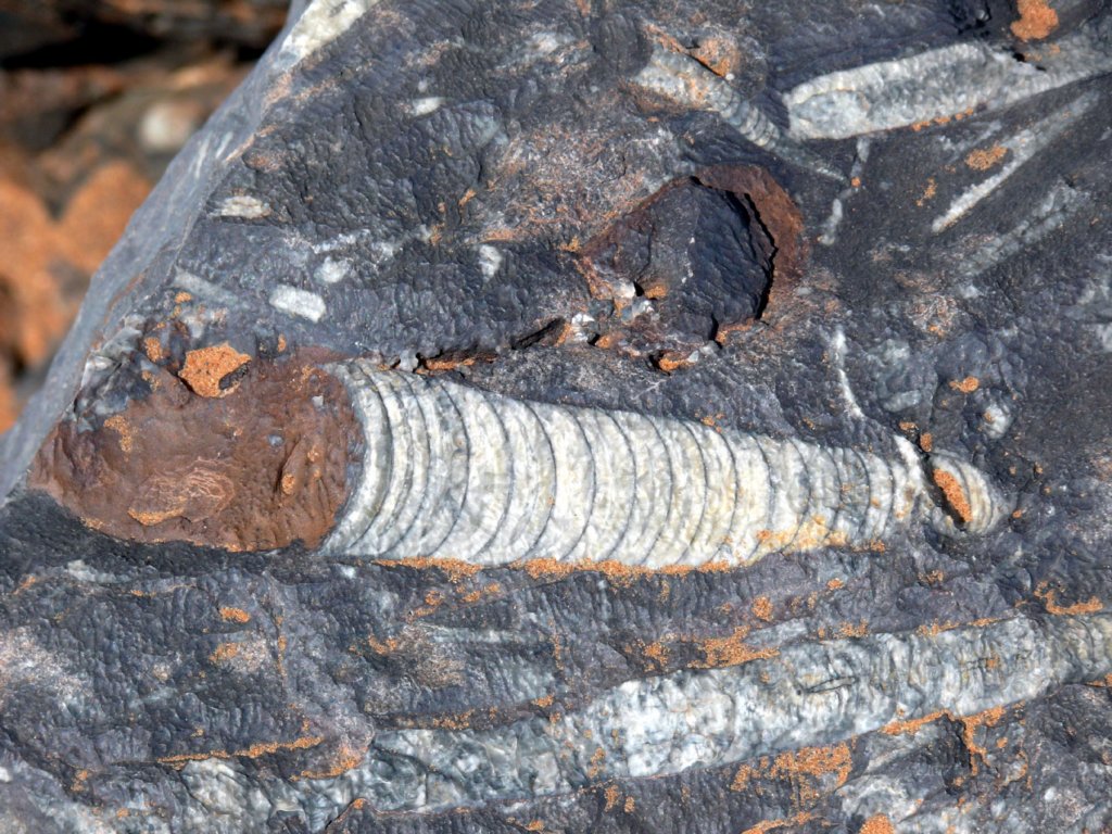 fossils4.jpg
